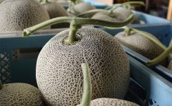 「富良野メロン」の収穫開始！\(*ˊᗜˋ*)/