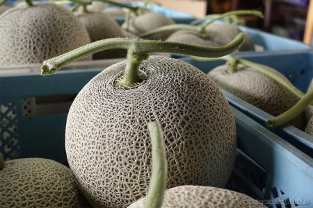 「富良野メロン」の収穫開始！\(*ˊᗜˋ*)/