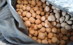 【きたあかり】全国出荷されました！🥔