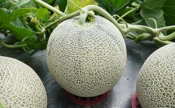富良野メロンiの出荷が始まりました！