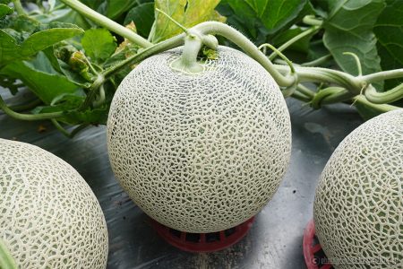 富良野メロンiの出荷が始まりました！