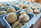 富良野メロンi今年も大きく育ちました！