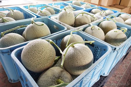 富良野メロンi今年も大きく育ちました！