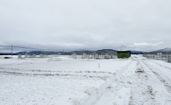 2026年！春採りグリーンアスパラの生育状況をのぞき見|дﾟ)