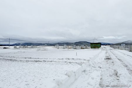 2026年！春採りグリーンアスパラの生育状況をのぞき見|дﾟ)