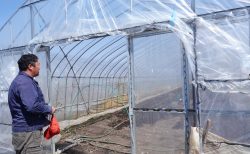 2026年～春採りアスパラの成長(*ゝ∀･)v