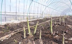 【2026年】春採りグリーンアスパラ続々収穫中！( ﾉ ﾟｰﾟ)ﾉ