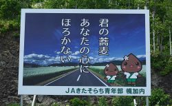 2026年きたあかり　生育日記始まります。