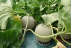 【ピュアホワイトMIX】苗植えが始まりました♪【生育日記】