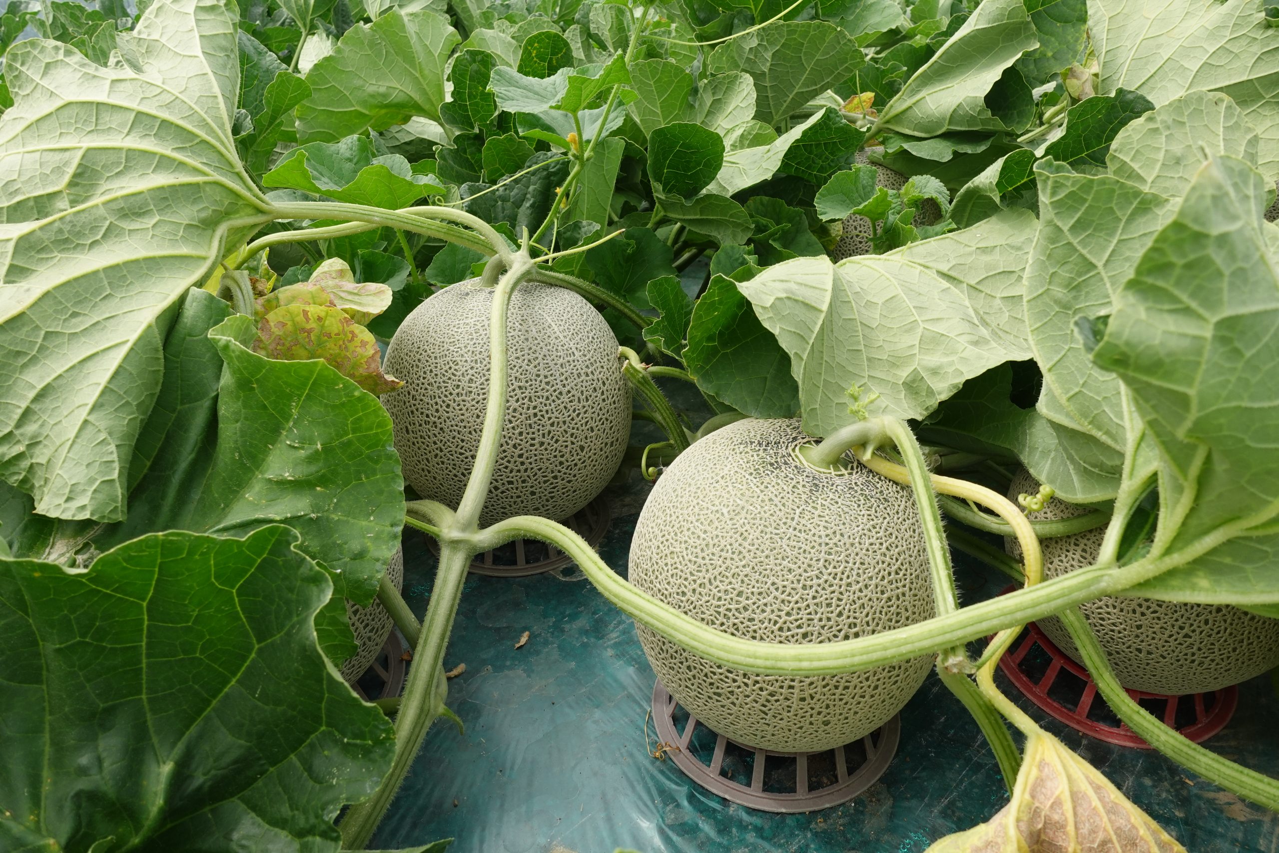 富良野メロン「i」出荷が始まりました（っ '-')っ🍈三三三 | 北海道へ