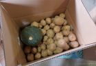 2026年『きたあかり』発送開始のお知らせε-(/･ω･)/🥔
