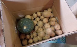 2026年『きたあかり』発送開始のお知らせε-(/･ω･)/🥔