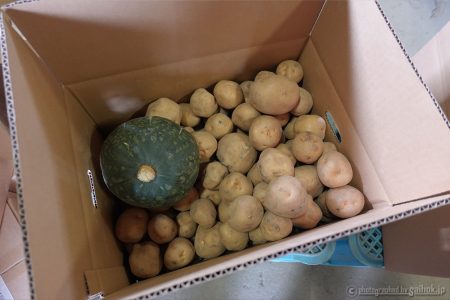 2026年『きたあかり』発送開始のお知らせε-(/･ω･)/🥔
