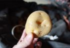 2026年『きたあかり』発送開始のお知らせε-(/・ω・)/🥔