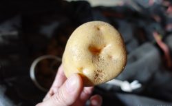しっかり熟成させています！きたあかり生育日記