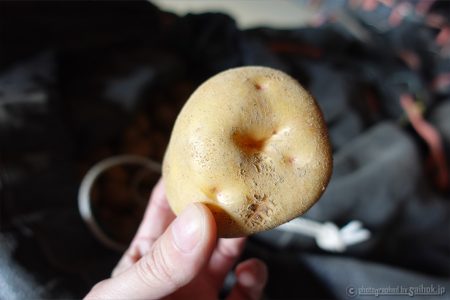 しっかり熟成させています！きたあかり生育日記